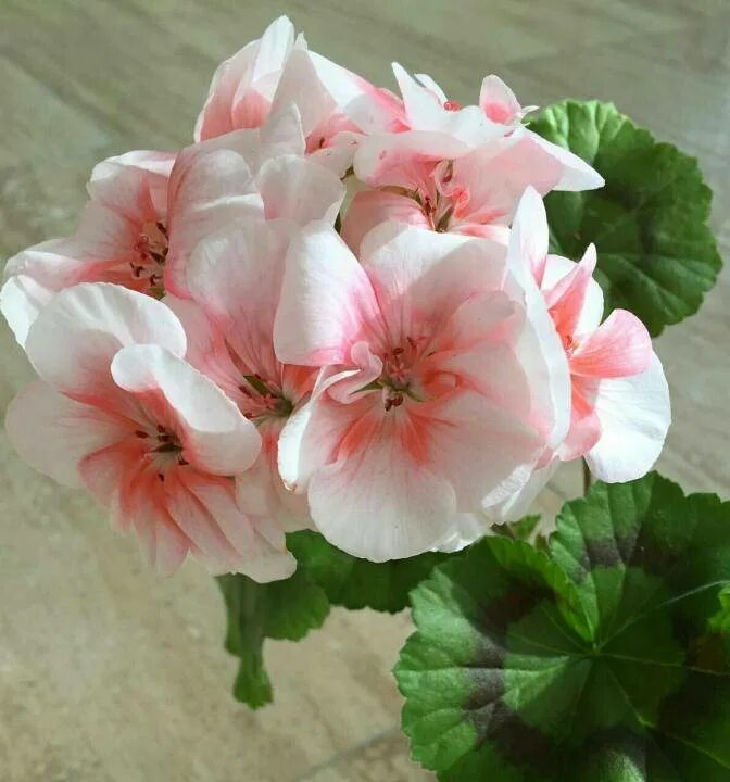 Пеларгония пак салмон квин. Пеларгония зональная салмон квин. Пеларгония salmon queen. Пеларгония salmon queen. Пеларгония salmon queen.