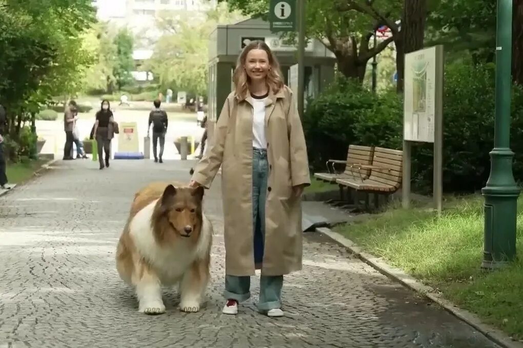 Колли собака. Костюм колли реалистичный. Toco костюм колли. Японец в костюме собаки колли. Японец токо собака.