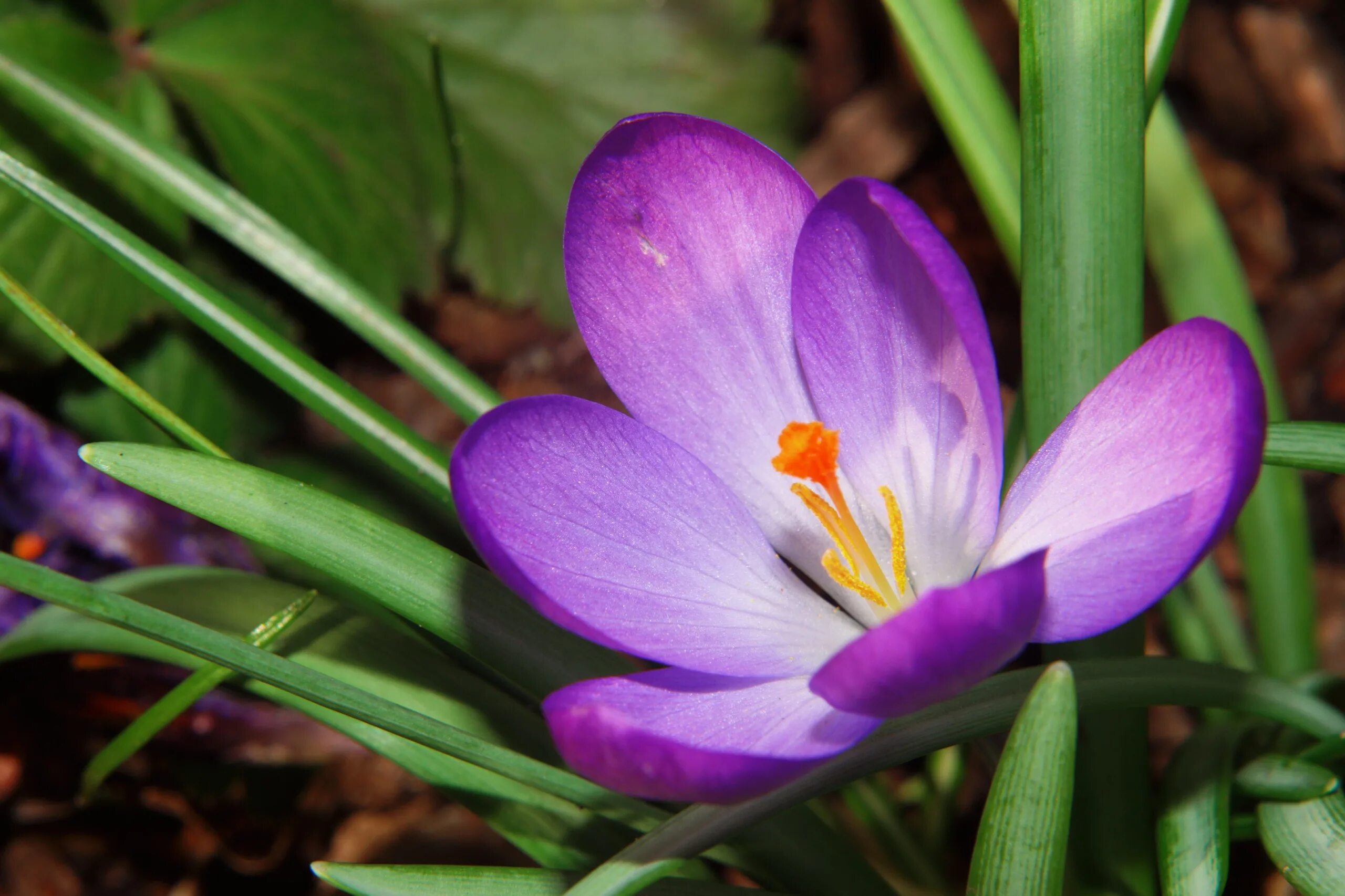 Крокус Шафран цветок. Крокус сорт Шафран. Крокус цветок сиреневый. Крокус Шафран весенний. Фото крокуса цветка весной