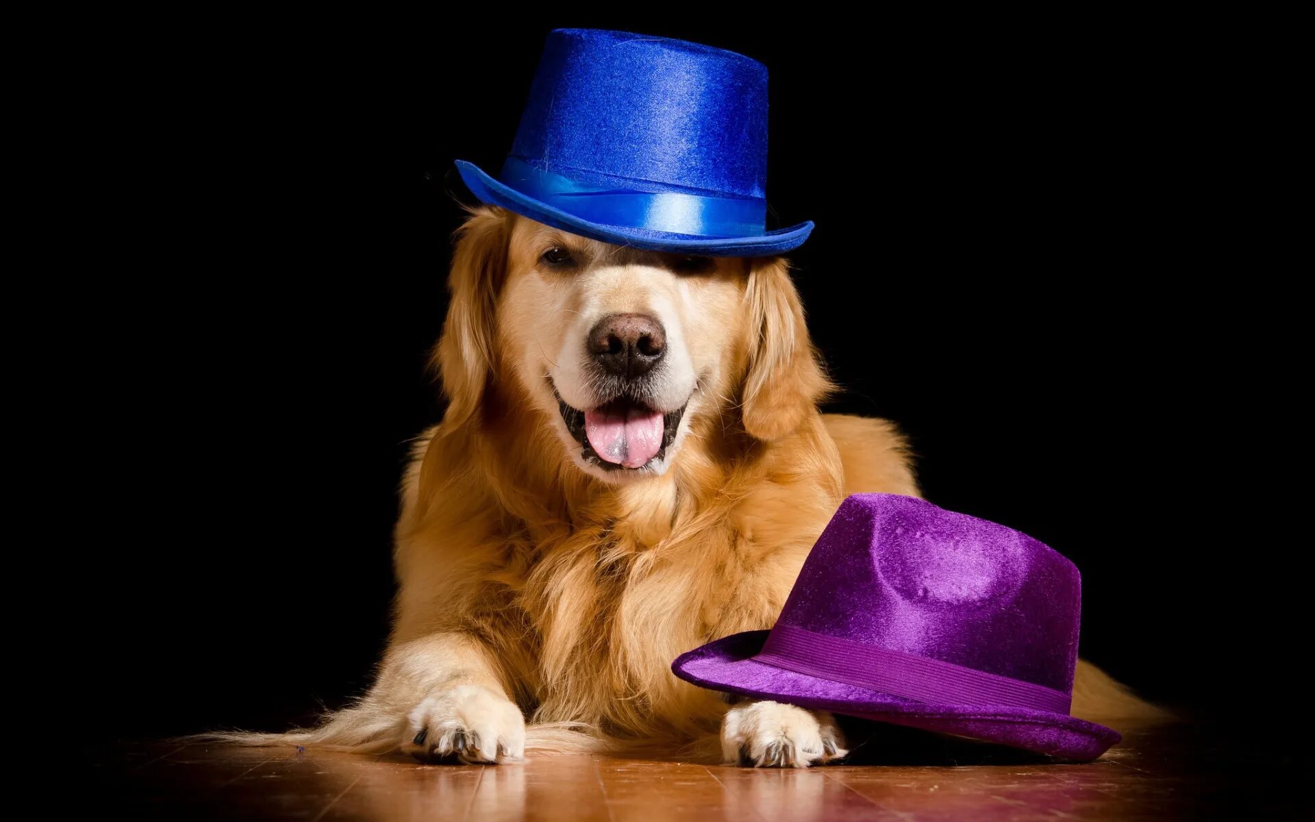 Пес шляпа. Собака в шляпе. Шляпки для собак. Пес в шляпе. Собака в зеленой шляпе.