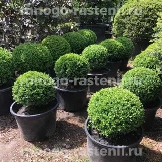 Питомник самшитов