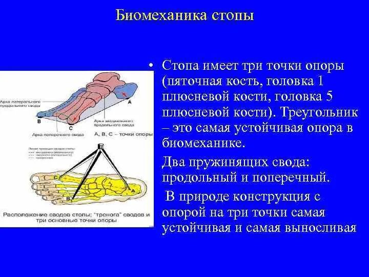 Свод точка. Точка опоры поперечного свода стопы. Функции сводов стопы. Биомеханика стопы. Точки опоры продольного свода стопы.