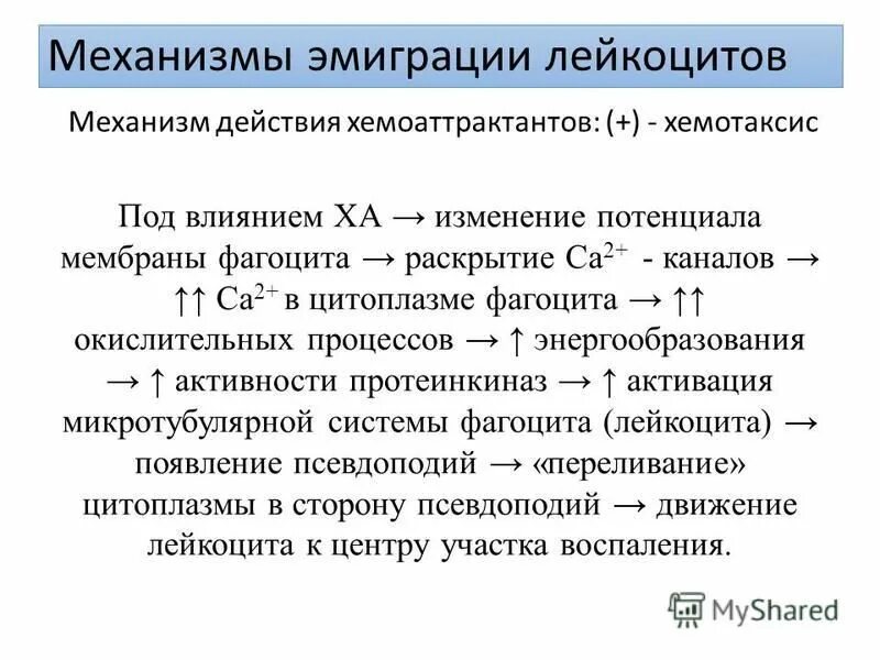 эмиграция лейкоцитов при воспалении ее механизмы. механизмы эмиграции лейкоцитов в очаг воспаления. механизм эмиграции лейкоцитов. механизм эмиграции лейкоцитов при воспалении. патогенез эмиграции лейкоцитов.