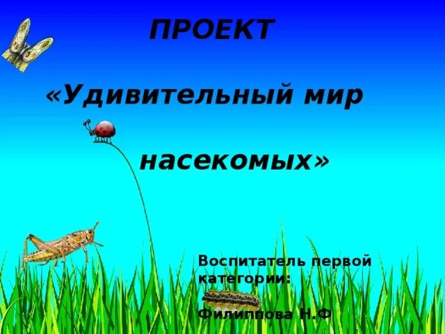 Проект удивительный мир насекомых Проект удивительный мир насекомых