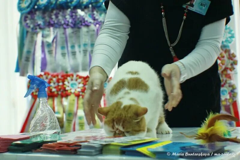 Выставка кошек. Выставка кошек в Москве. Выставка кошек ВДНХ. Выставка кошек в Сокольниках.