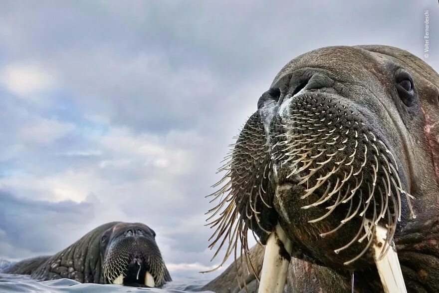 Bbc дика природа. Лучшие снимки дикой природы. Животные планеты. Необычные животные планеты. Мир дикой природы.