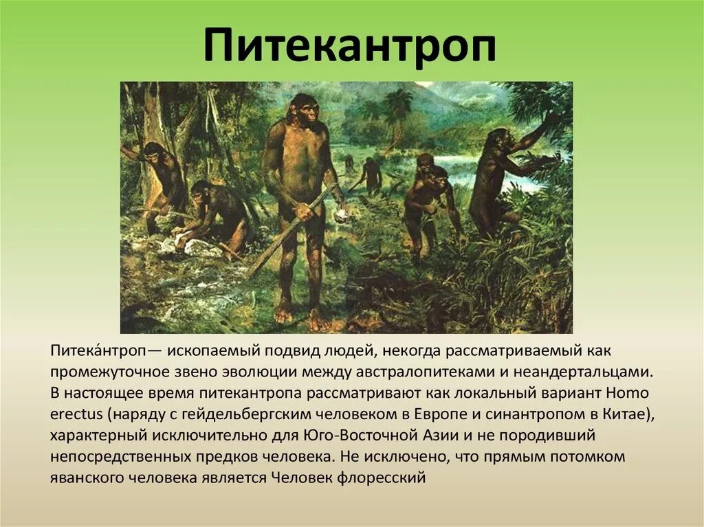 Питекантроп человека признаки человека. Питекантропы (древнейшие люди, архантропы). Питекантроп является. Объем головного мозга синантропа. Питекантроп является.
