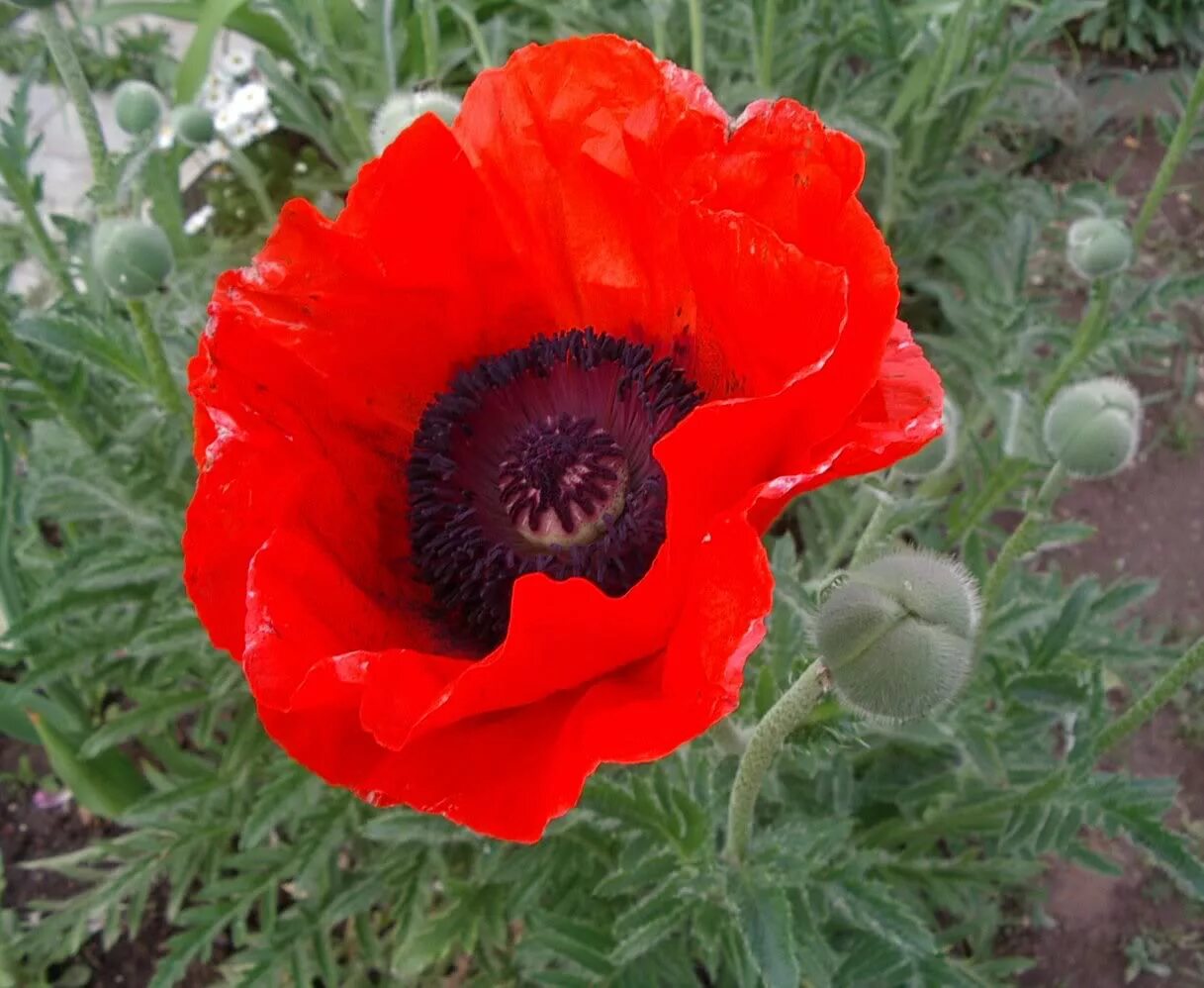 Декоративный мак купить. Мак Восточный (Papaver orientale). Мак папавер красный. Мак Восточный Кинг Конг. Мак Восточный (Papaver orientale l.).