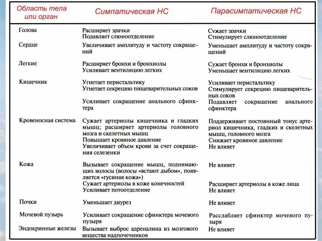 Спинной мозг таблица отдел строение функции. Строение и функции головного мозга таблица. Симпатическая нервная система усиливает перистальтику кишечника. Функции симпатической и парасимпатической системы.