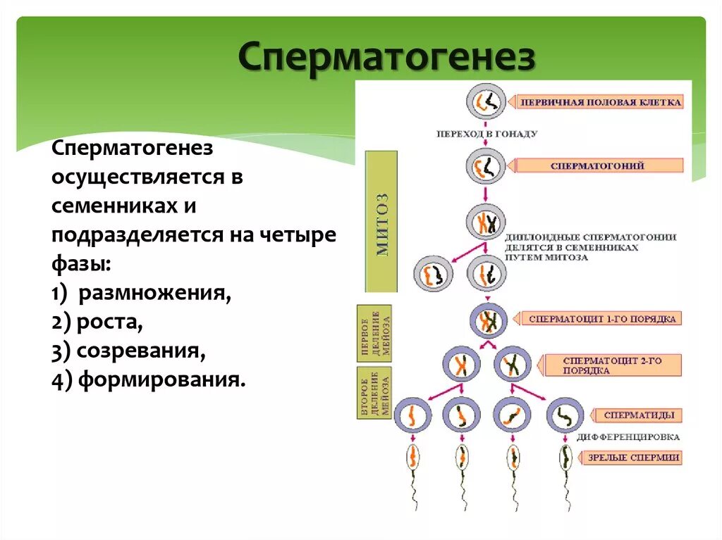 2. Гаметогенез. Сперматогенез. Усиленная фаза роста сперматогенез. Гаметогенез сперматогенез овогенез. 4 Стадии сперматогенеза.