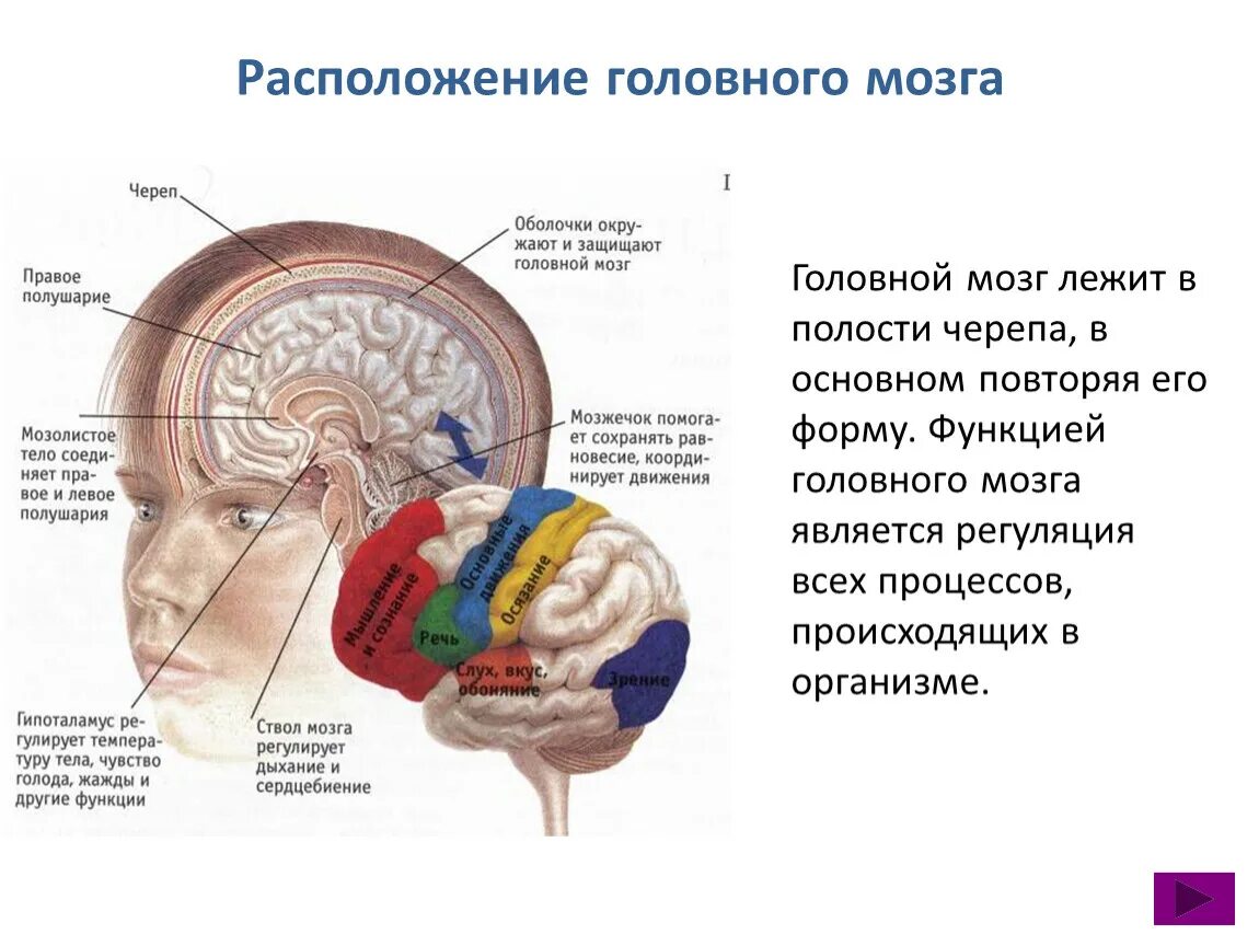 Спинной и головной мозг биология 8 класс. Расположение головного мозга. Головной мозг в полости черепа. Расположение головного мозга в черепе.