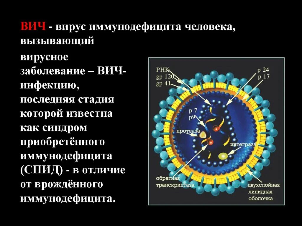 Вирус спида название. Вирус иммунодефицита человека. Вирус ВИЧ. ВИЧ вирус иммунодефицита человека.