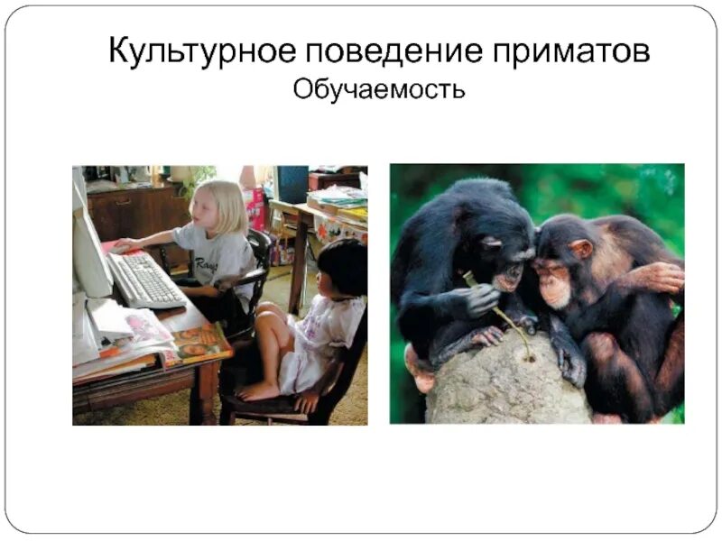 Отдел обезьяна. Поведение приматов. Сложное поведение приматов. Поведение приматов в стае наука. Игровое поведение приматы.