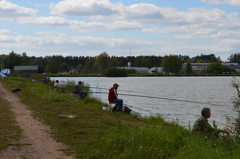 Золотой карп рыбалка. Золотой Карп Воронеж пруд Архангельское. Голден Фиш Чебоксары Чиганары. Прудовое хозяйство золотой Карп Энгельс. Золотой Карп база отдыха Воронеж.