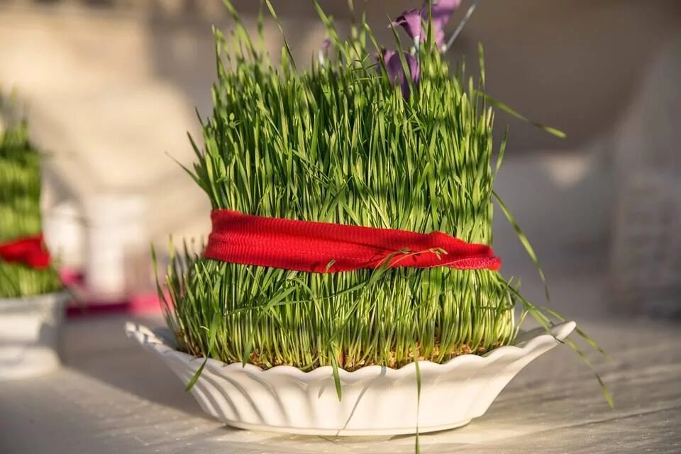 Обработка пшеницы. Новогодняя пшеница. Пшеница новый год. Красивые новогодние свечи. Золотой колосок.