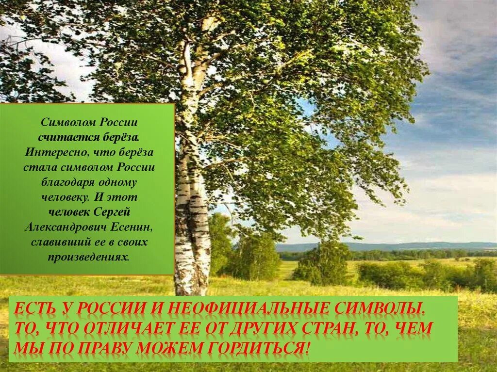 Береза национальное дерево. Неофициальные символы России береза. Береза символ России. Неофицальные символ России. Береза является символом России.