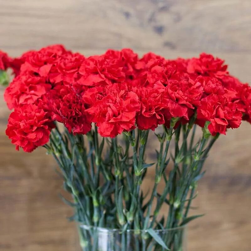 Фотографии гвоздики. Диантус гвоздика цветок. Dianthus Red гвоздика. Диантус Корвет. Гвоздика ампельная красная.