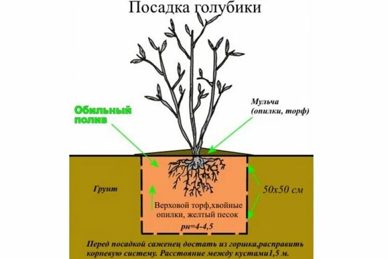 Как формировать голубику садовую