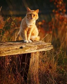 Котозайм