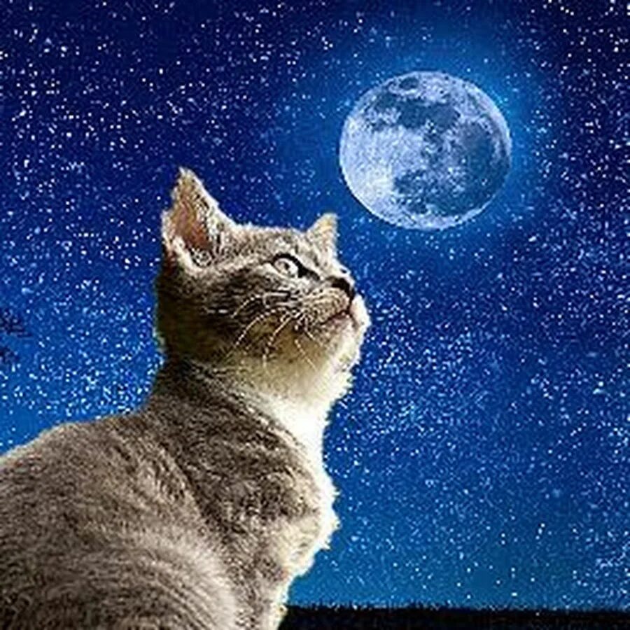 Песни лунный кот. "Лунный кот". Лунный кот фото. Лунный кот улыбается. Digital Ocean=лунный кот.