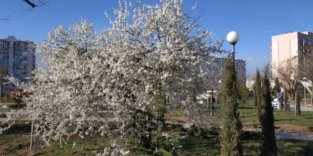 Красноярск севастополь время сейчас. Климат Севастополя. Погода в Севастополе. Погода Севастополь март. Севастополь в марте погода природа.