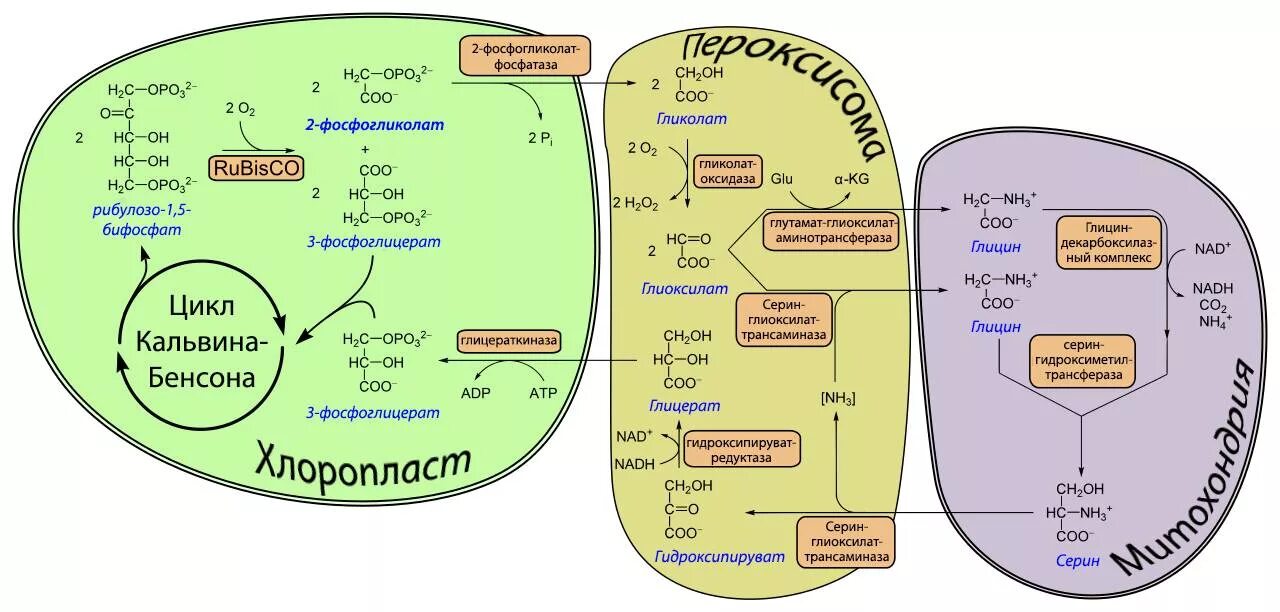 Цикл кальвина в хлоропластах. Фотодыхание гликолатный цикл. Цикл Кальвина в фотосинтезе. Фотодыхание РУБИСКО. Схема фотодыхания.