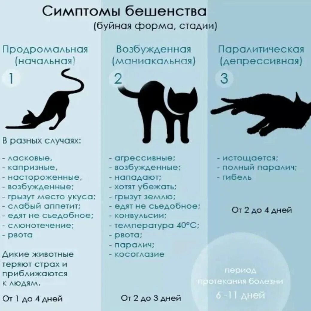 Может ли человек заразиться кошачьим. Бешенство у кошек симптомы. Симптомы бешенства у кота.