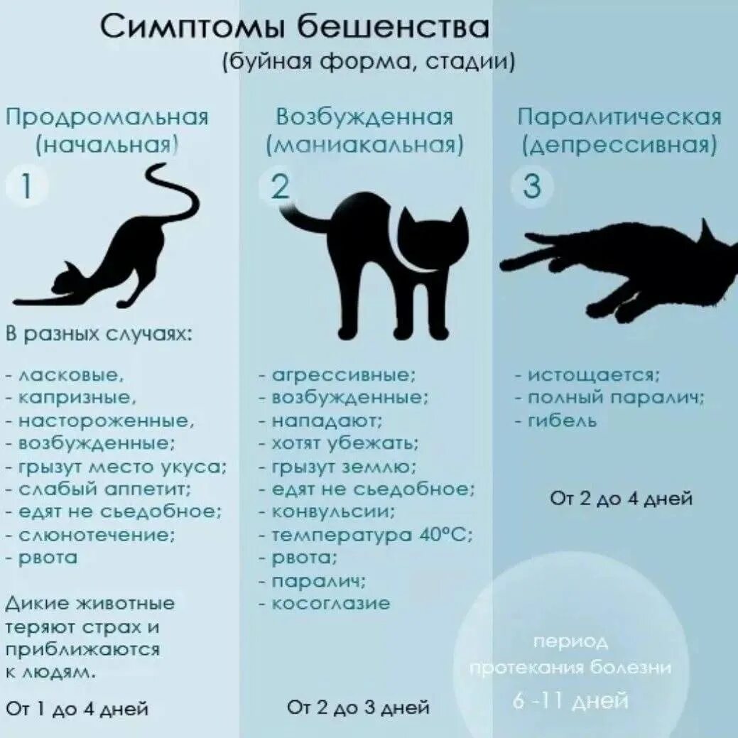 Какая болезнь передается от кошек. Бешенство у кошек симптомы. Симптомы бешенства у кота.