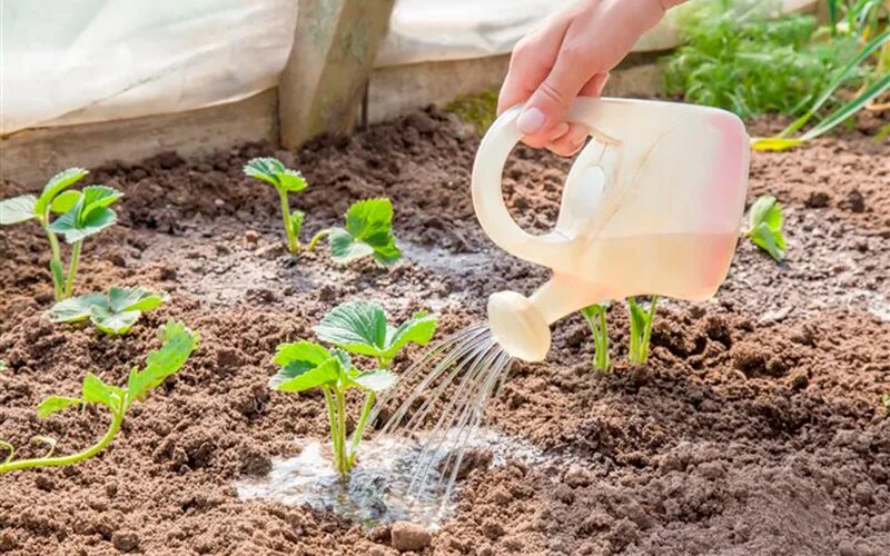 Полив 4 грядки. Система капельного полива. Полив 4 грядки. Поливалка для огорода. Полив грядок.