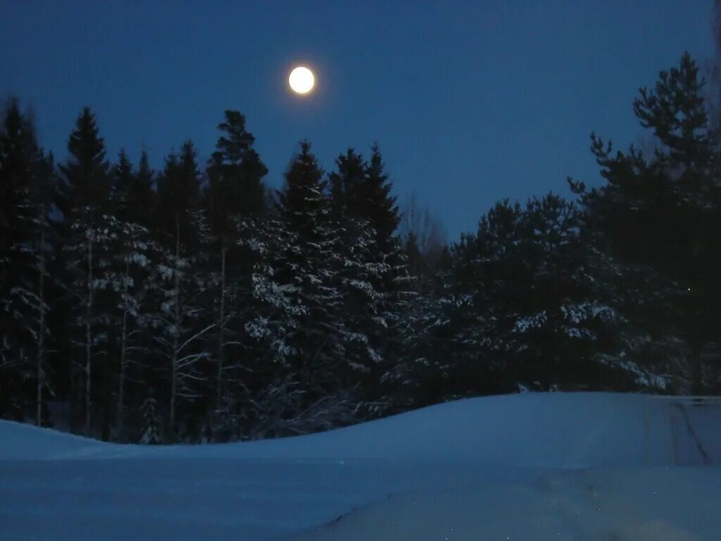 Луна зимой ночью. Ночной зимний лес. Зима ночь. Луна зимой. Лес зимой ночью.