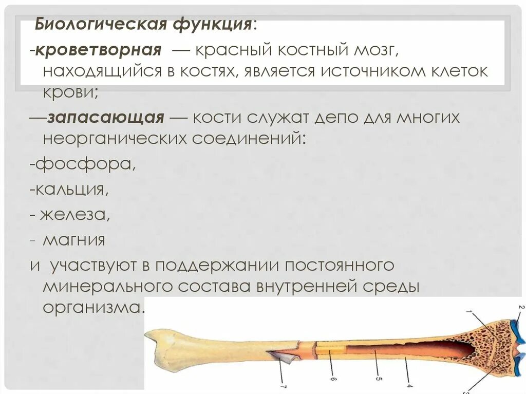 Функция желтого костного мозга в трубчатой кости. Красный костный мозг в кости. Функции красного костного мозга является. Красный костный мозг является источником. Кроветворная функция скелета.