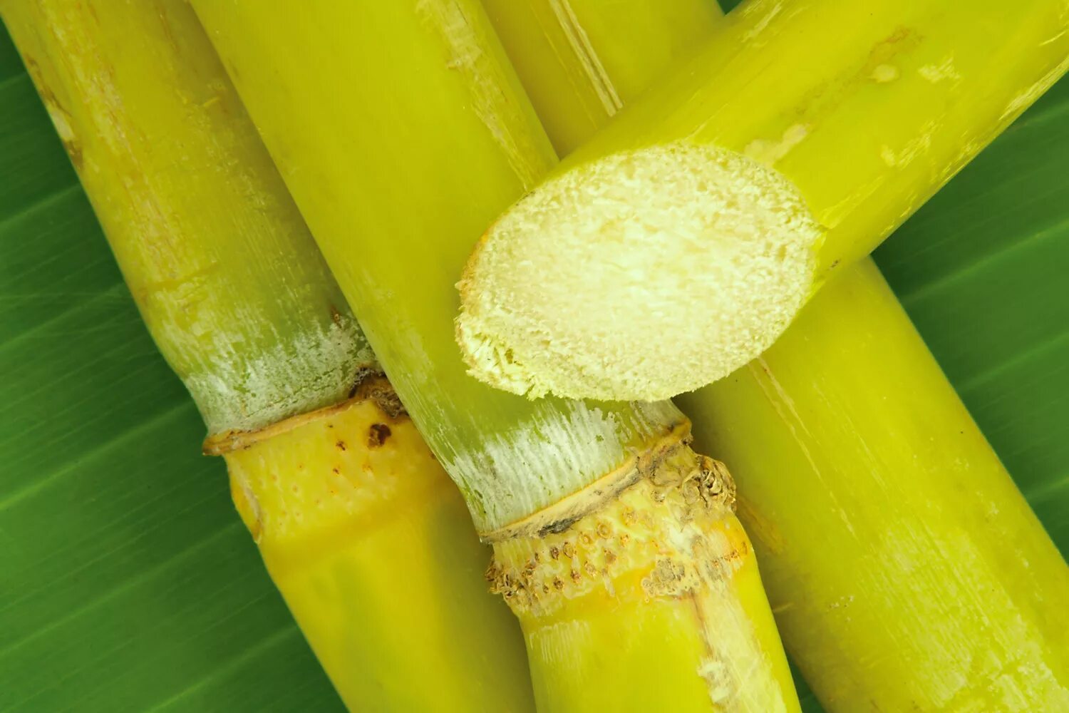 Ямс сахарный тростник. Сахарный тростник в Египте. Рис и сахарный тростник. Сахарный тростник растение.