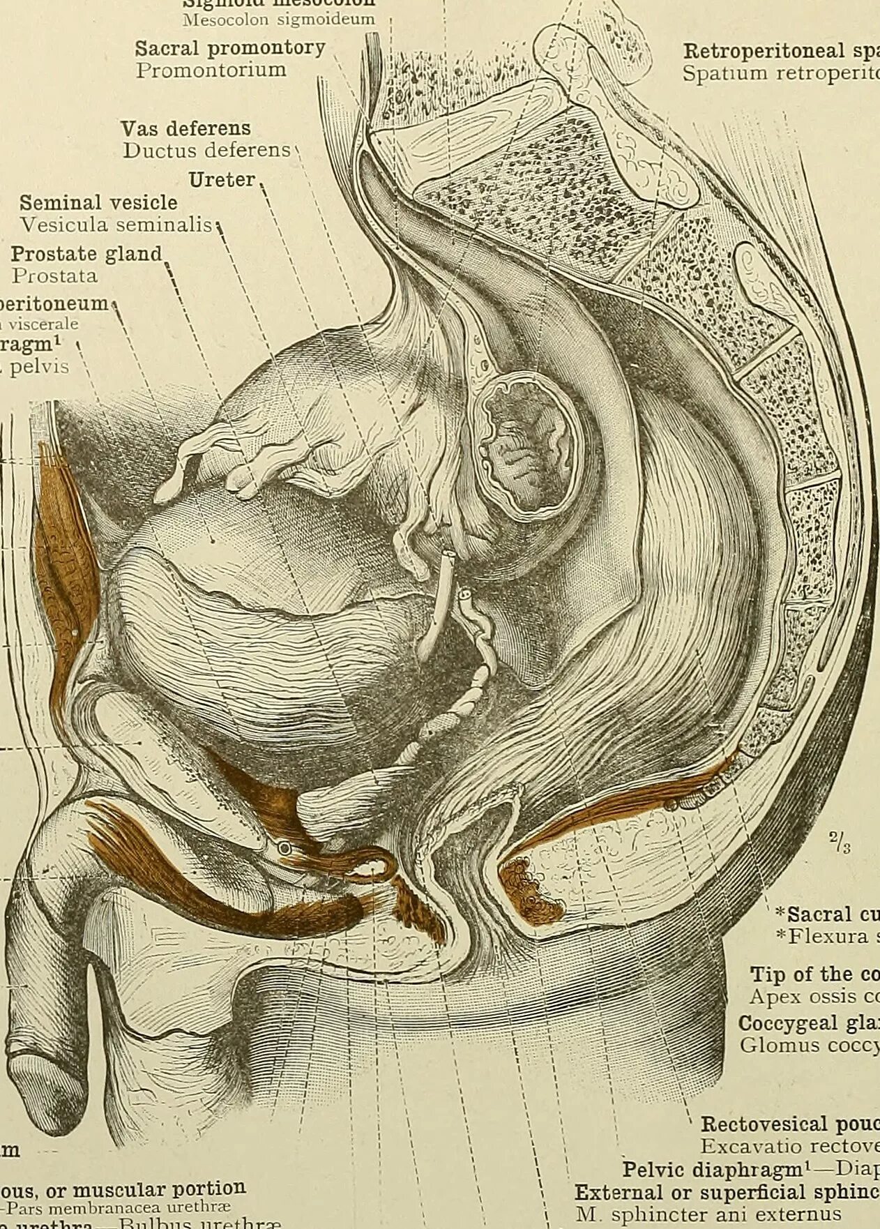 Spatium retropharyngeum. Spatium retropharyngeum анатомия.