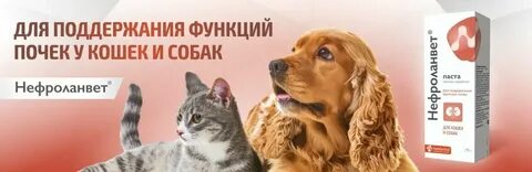 Нефроланвет паста