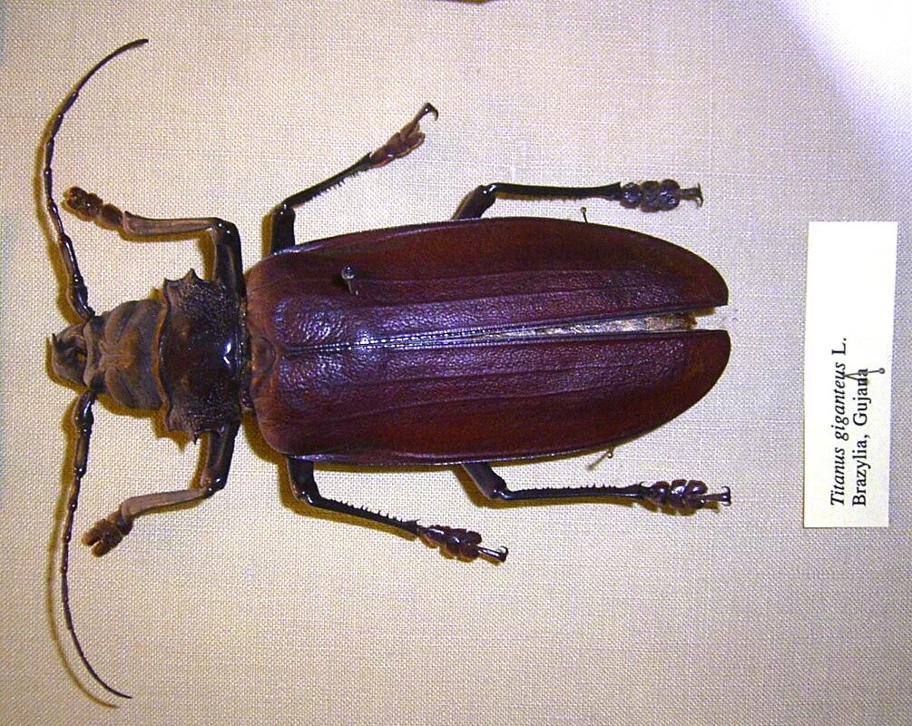 Сонник жук большой. Жук Titanus giganteus. Жук дровосек Титан личинка. Жук усач Титан. Гигантский Жук дровосек Титан.