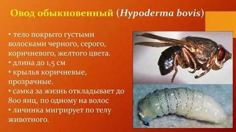Овод на дзене