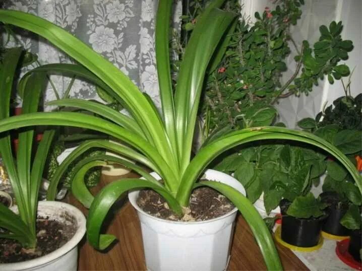 Гиппеаструм листья. Гиппеаструм листья. Гиппеаструм цветонос. Гиппеаструм не цветет только листья. Амариллис листья.