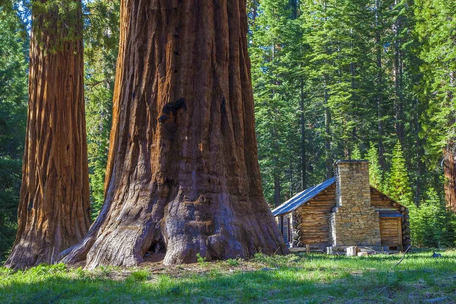 Секвойя дерево. Секвойя дерево гигант. Секвойя вечнозелёная (Sequoia sempervirens). Секвойядендрон гигантский Мамонтово дерево. Самые крупные деревья в россии