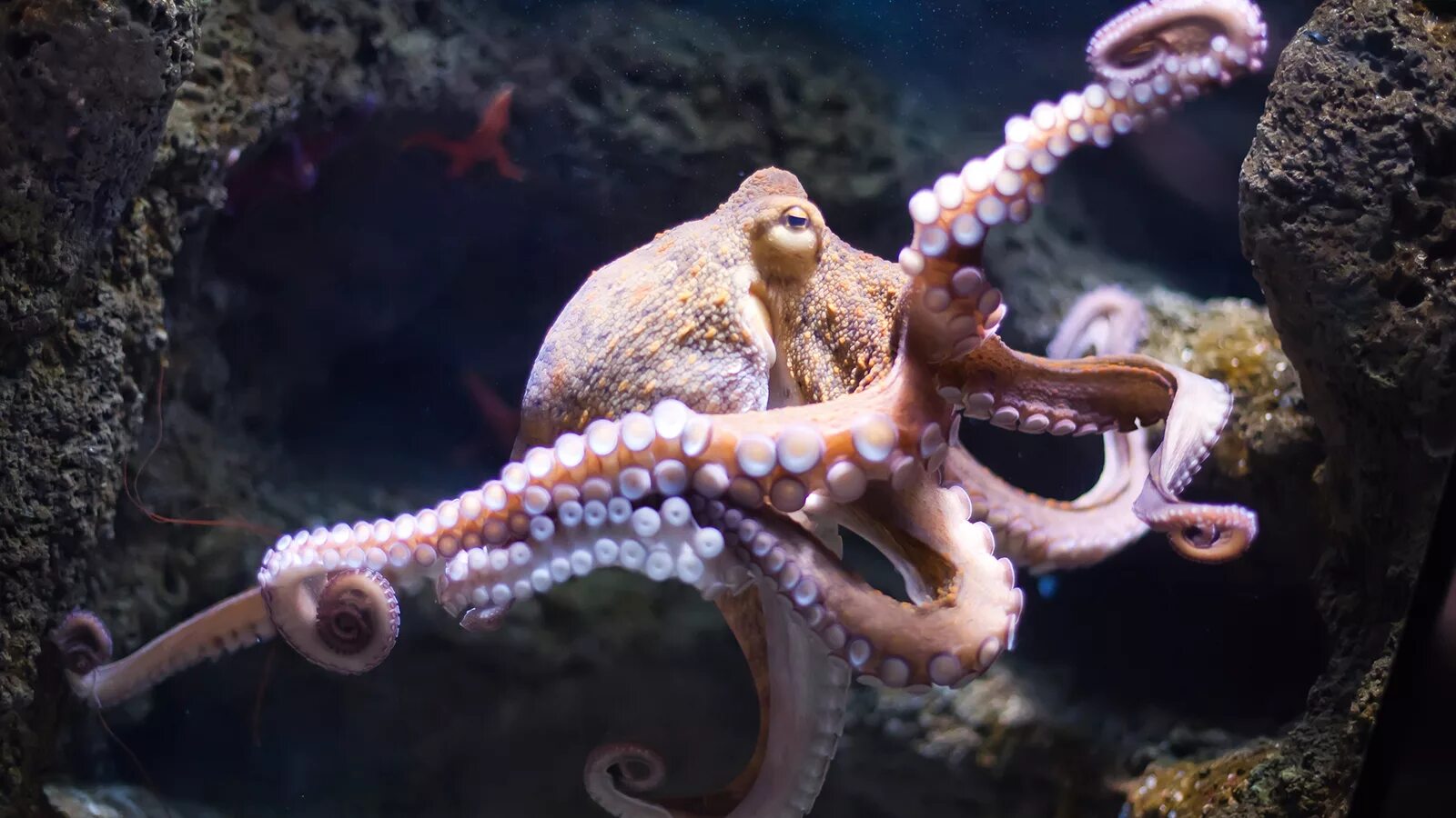 Историю осьминога. Осьминог Octopus vulgaris. Октопус вульгарис. Синекольчатый осьминог. Осьминог Дофлейна гигантский.