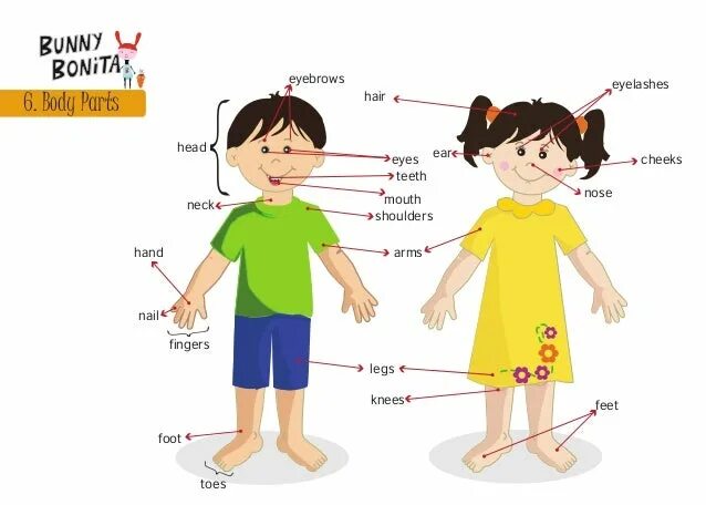 Let the bodies. Body Parts для детей. Parts of the body слайд. Тема Parts of the body. Bodyparts картинки для детей.