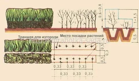 Кизильник блестящий изгородь как сажать