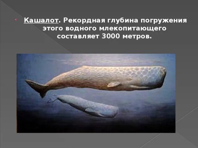 Кашалот альбинос. Кашалот максимальная глубина. Кашалот это зубатый кит. Кашалот в антарктиде. Спящие кашалоты.