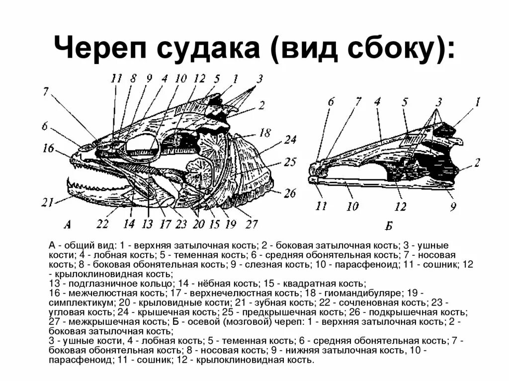 Череп костной рыбы. Схема черепа костистой рыбы. Схема строения черепа костистой рыбы. Строение черепа окуня вид сбоку. Череп судака вид сбоку.