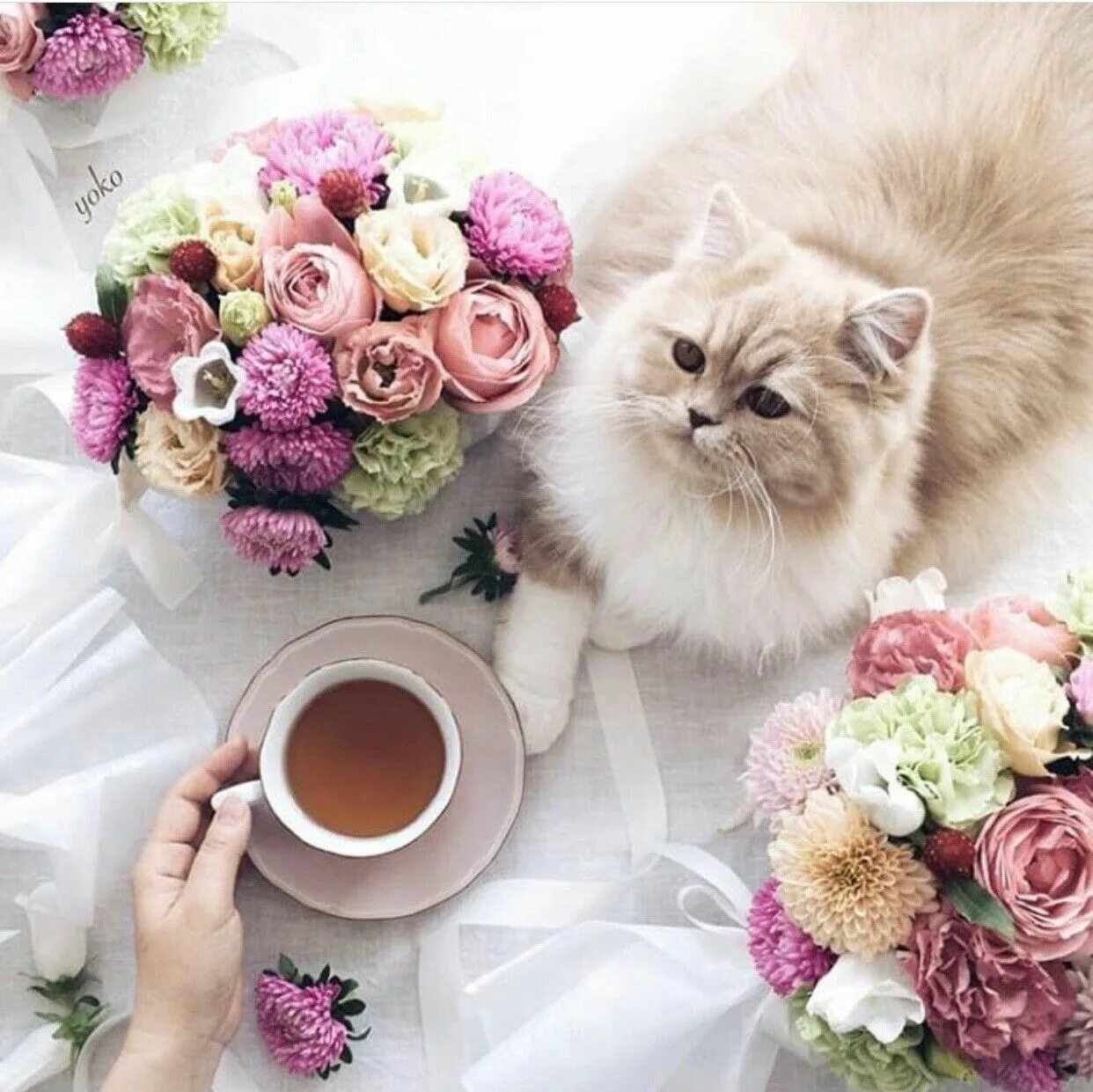 Самого милого утра. Доброе утро с кошками. Доброе утро котенок. Кошка в цветах. Доброе утро котя.
