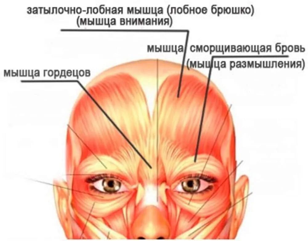 Как называется между бровями