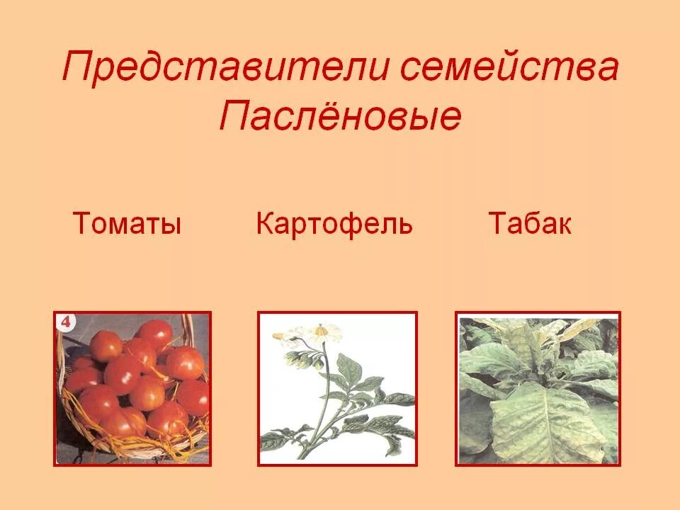 Растения семейства пасленовых ответ. Паслёновые растения представители семейства. Томат семейство Пасленовые. Табак семейство пасленовых. Томат семейство Пасленовые таблица.