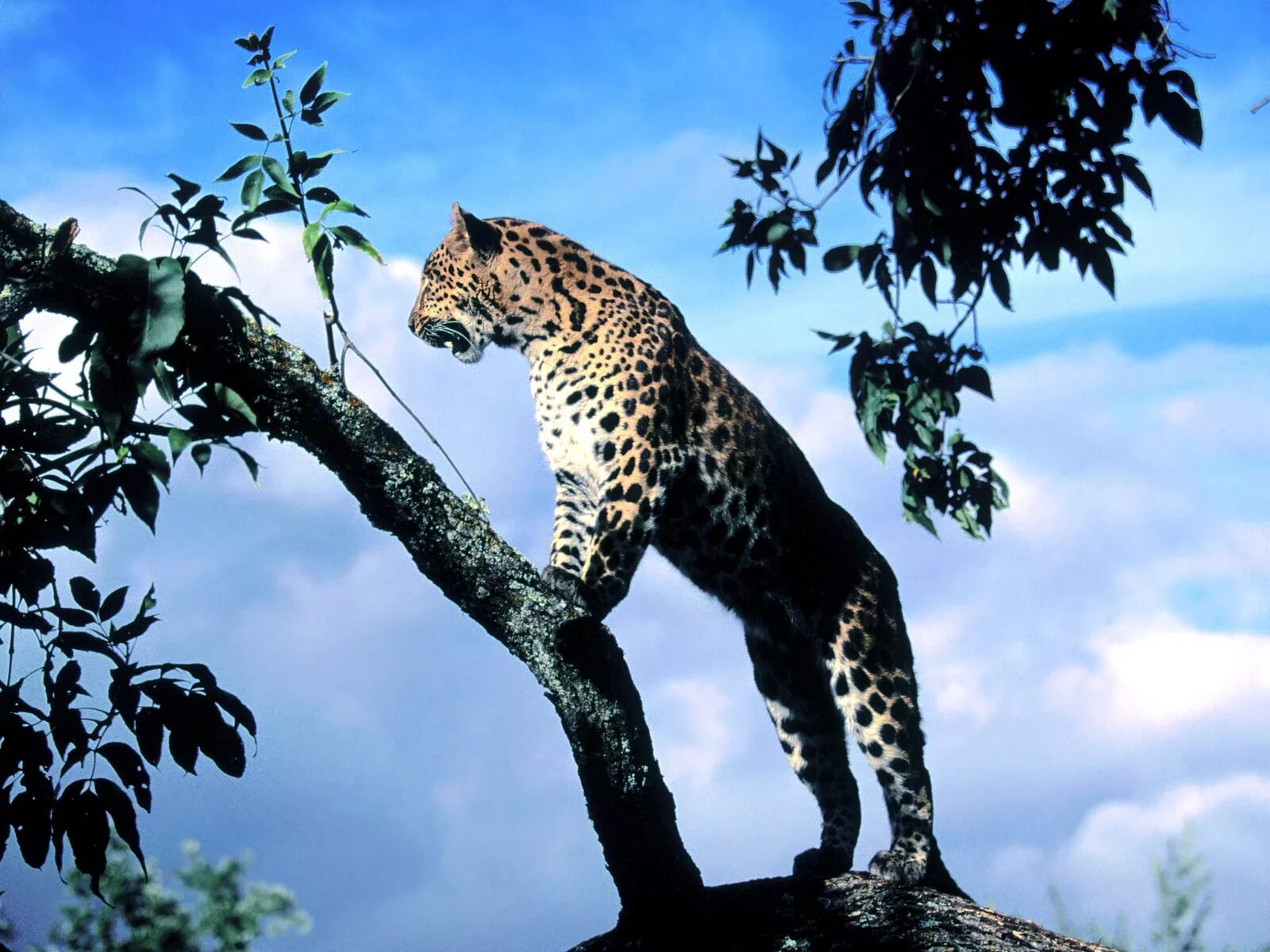 Дальневосточный леопард пантера. Амурский леопард (Panthera pardus orientalis). Леопард в саванне. Дальневосточный леопард черный. Дикие животные леопарды