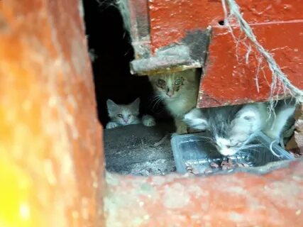 Приснилась умирающая кошка