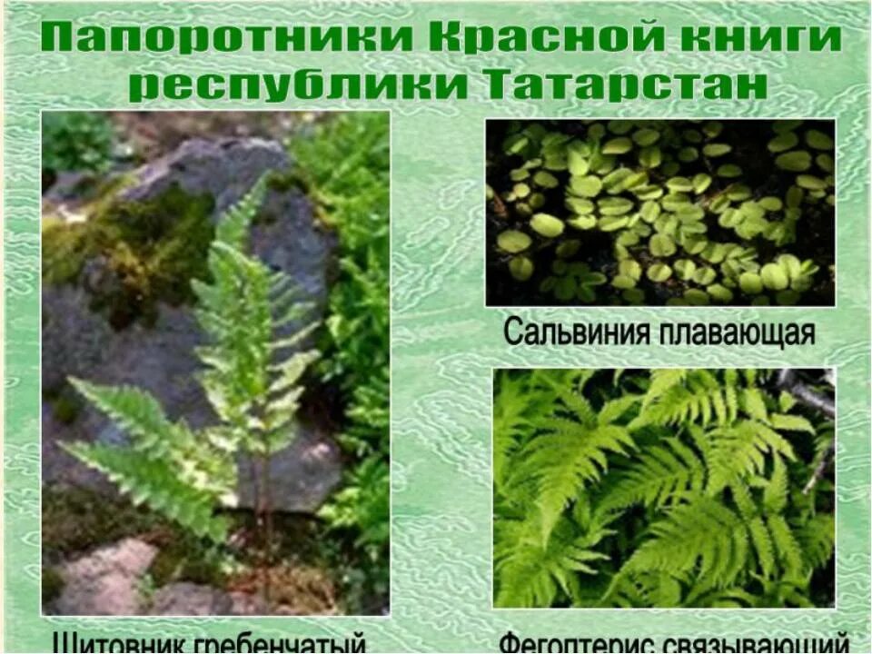 Примеры папоротниковых растений. Виды папоротников. Папоротники названия. Названия папоротникообразных. Виды папоротников названия.