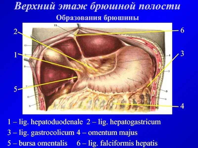 Пространства брюшины. Этажи брюшины анатомия. сальниковая сумка – bursa omentalis. сумки брюшины топографическая анатомия. полость брюшины анатомия.